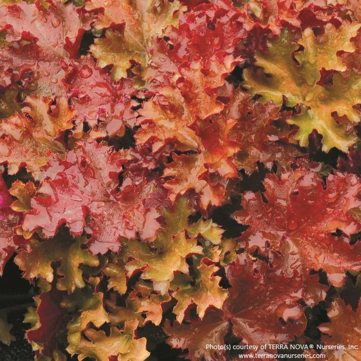 Almanac Planting Co: Close-up of 'Peach Crisp' Coral Bells leaves showing ruffled amber and copper tones