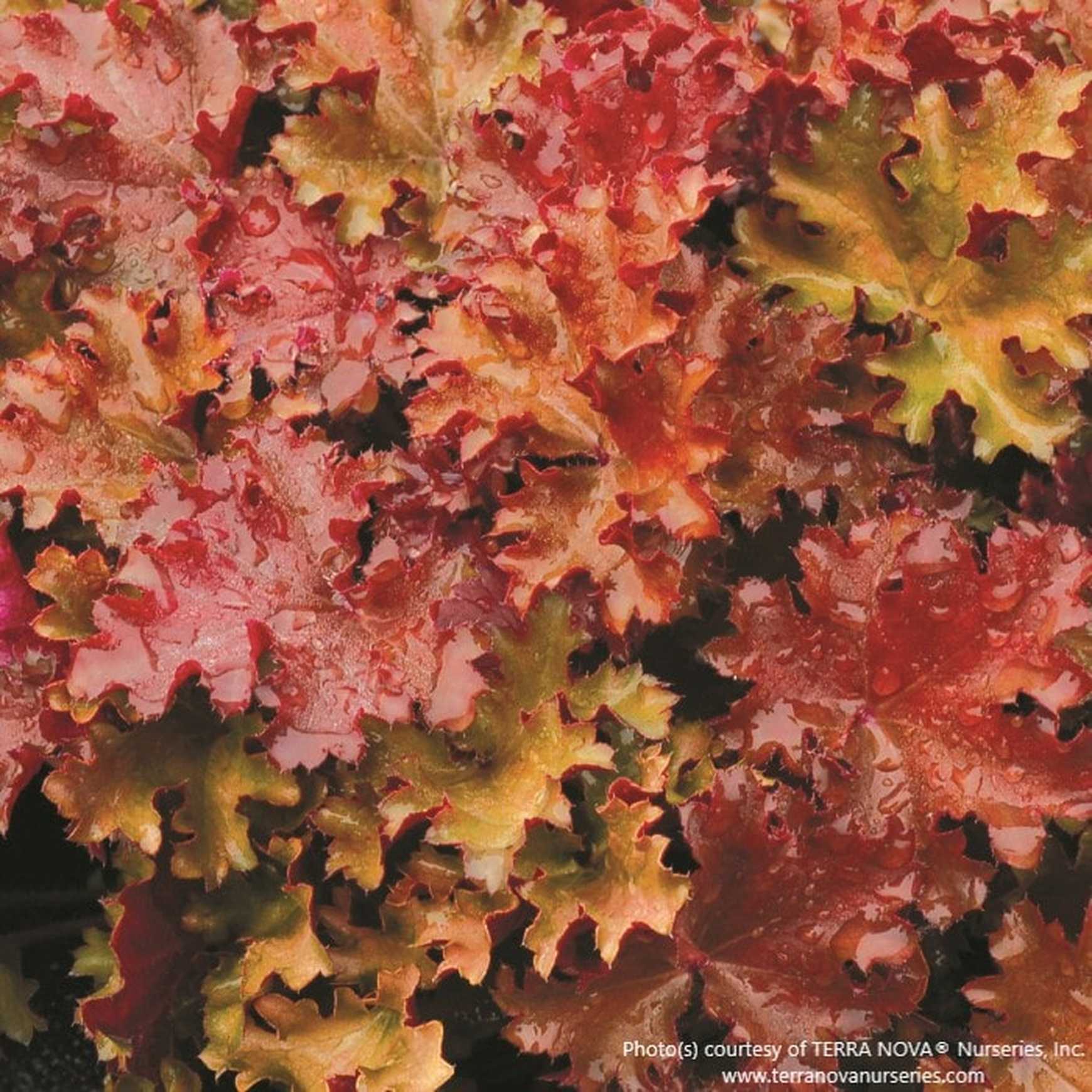 Almanac Planting Co: Close-up of 'Peach Crisp' Coral Bells leaves showing ruffled amber and copper tones