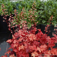 Almanac Planting Co: Heuchera 'Peach Crisp' Coral Bells blooming with white flower spikes above peach foliage