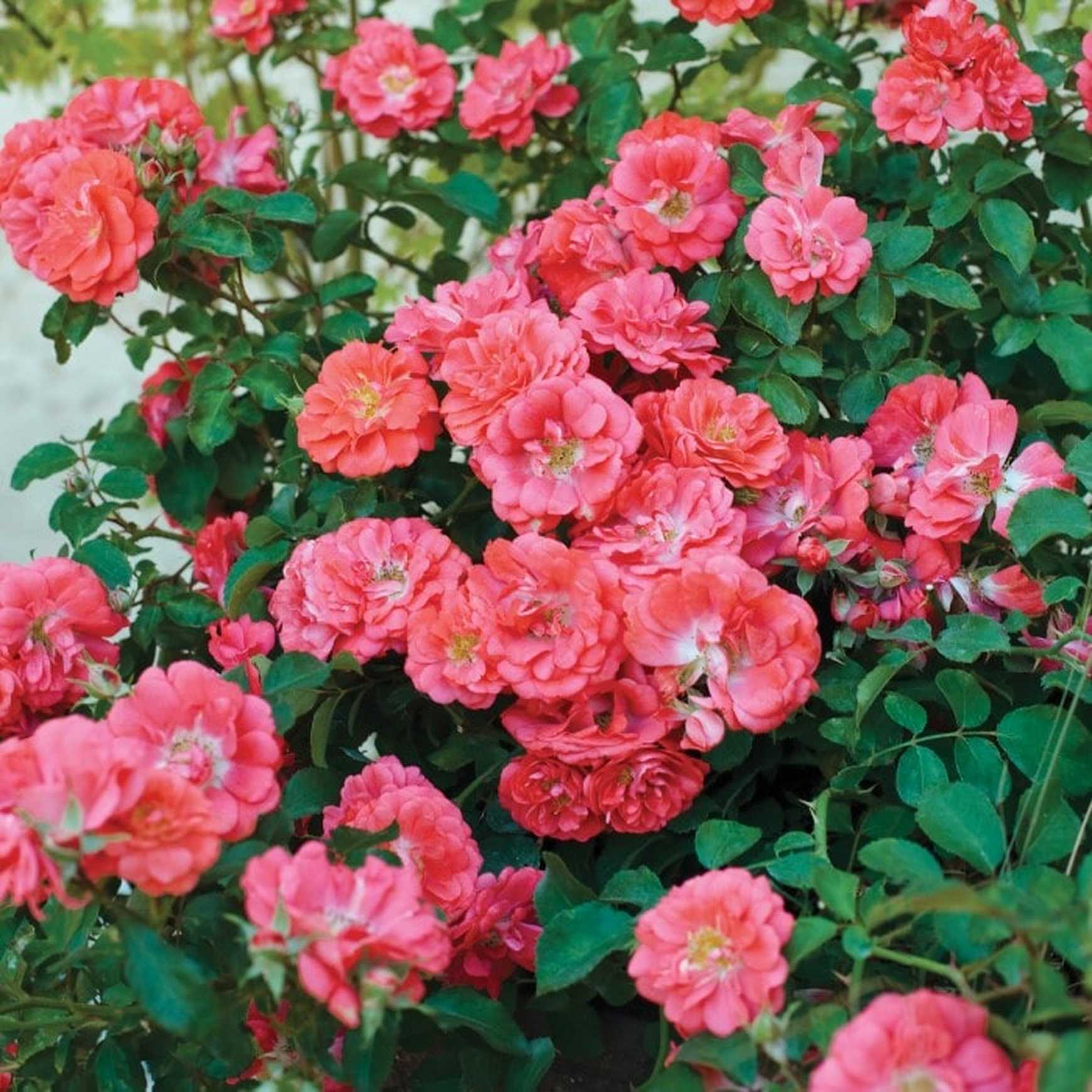 Plants for USDA Zone 6 – Page 9 – Almanac Planting Co