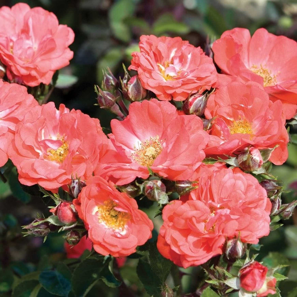 Almanac Planting Co: A vibrant cluster of Coral Drift Roses (Rosa 'Coral Drift') showcasing their full, ruffled petals and golden stamens, surrounded by lush green foliage, perfect for garden enthusiasts looking to add a pop of color to their landscaping.