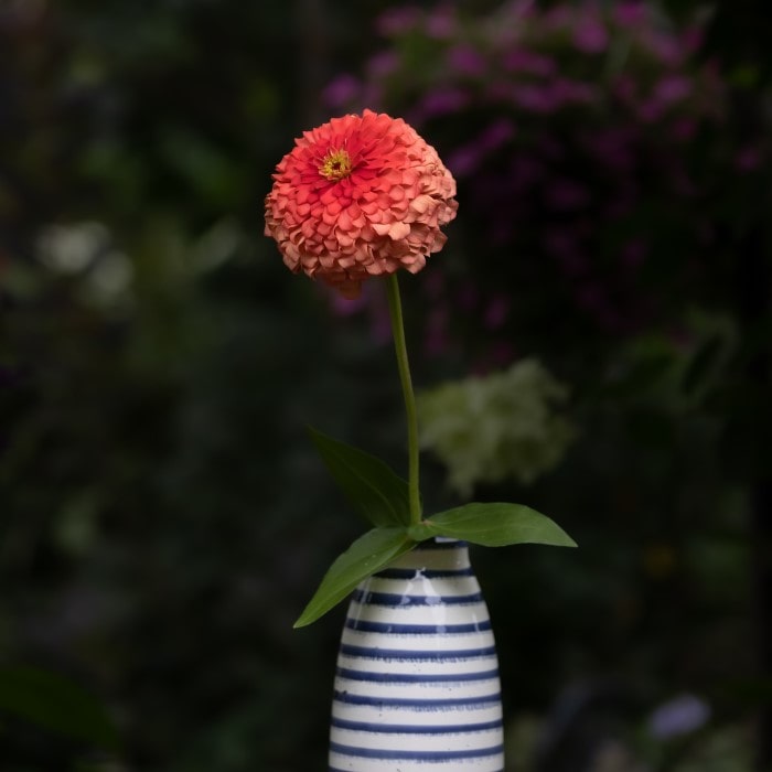 Almanac Planting Co: Benary's Giant Zinnia 'Coral' (Zinnia elegans (AKA Zinnia violacea)). A side view of a cut flower in a ceramic vase.