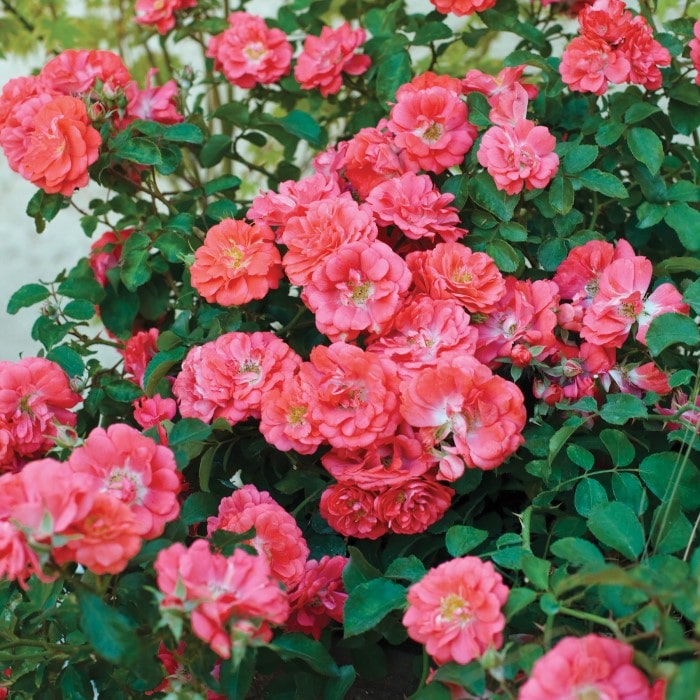 Almanac Planting Co: The Coral Drift Rose (Rosa 'Meidrifora') in full bloom, presenting a cascade of rosy coral flowers, a top choice for gardeners aiming to create an eye-catching floral display with continuous blooms throughout the growing season.