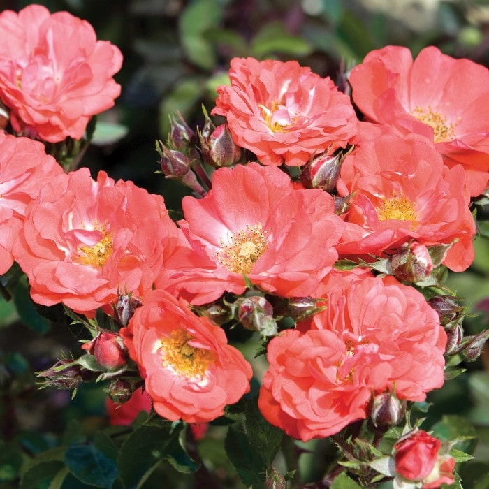 Almanac Planting Co: A vibrant cluster of Coral Drift Roses (Rosa 'Coral Drift') showcasing their full, ruffled petals and golden stamens, surrounded by lush green foliage, perfect for garden enthusiasts looking to add a pop of color to their landscaping.