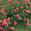 Almanac Planting Co: Lush ground cover of Coral Drift Roses (Peach Drift Rose) with deep green leaves, indicating a healthy rose plant ideal for those looking to enhance their sustainable garden with drought-tolerant, low-maintenance blooms.
