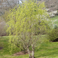 Almanac Planting Co Corkscrew Willow (Salix matsudana 'Tortuosa') growing tall in a grassy field. 
