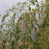Almanac Planting Co Corkscrew Willow (Salix matsudana 'Tortuosa'). A close-up image of its twisted branches and leaves.