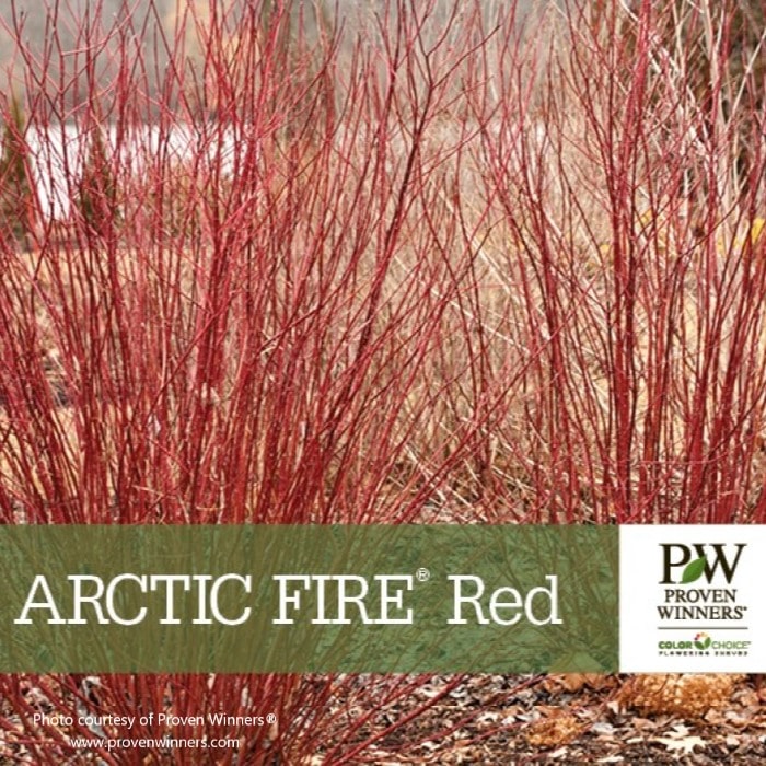 Almanac Planting Co Proven Winners Arctic Fire® Red Twig Dogwood Marketing Pamphlet with the Proven Winners logo and the plant name.