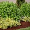 Two Proven Winners Arctic Fire® Red Twig Dogwoods covered in green summer leaves and growing in a mulch bed.