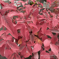 Proven Winners Arctic Fire® Red Twig Dogwood (Cornus stolonifera ‘Farrow’) covered in red fall leaves.