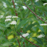 Almanac Planting Co: Proven Winners Arctic Fire® Red Twig Dogwood (Cornus stolonifera ‘Farrow’) In Bloom.
