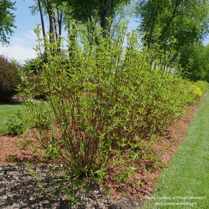 Almanac Planting Co Proven Winners Arctic Fire® Red Twig Dogwood Growing in a Raised Bed