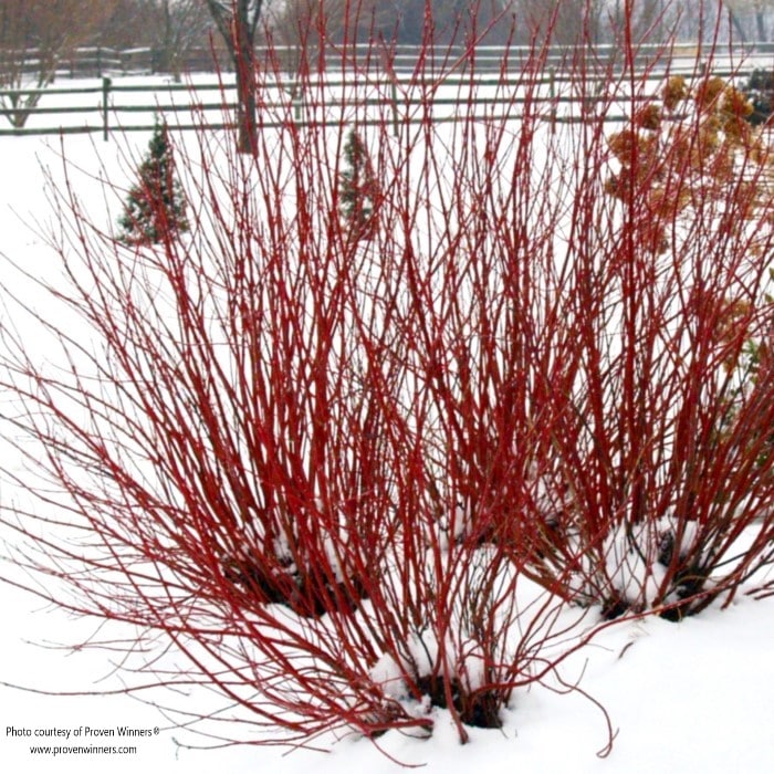 Almanac Planting Co Proven Winners Arctic Fire® Red Twig Dogwood Snow Covered in the Winter