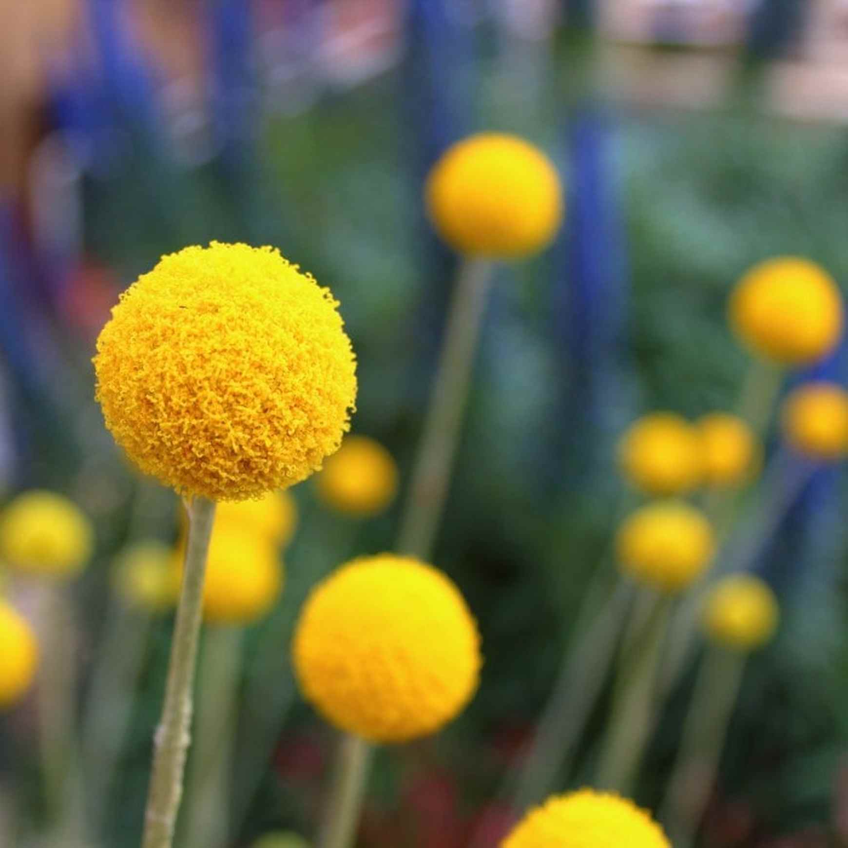 Almanac Planting Co: Craspedia bloom in sharp focus with its textured yellow ball-shaped flower head contrasting against a dark green background. This image captures the unique structure of this drought-tolerant, pollinator-friendly ornamental.
