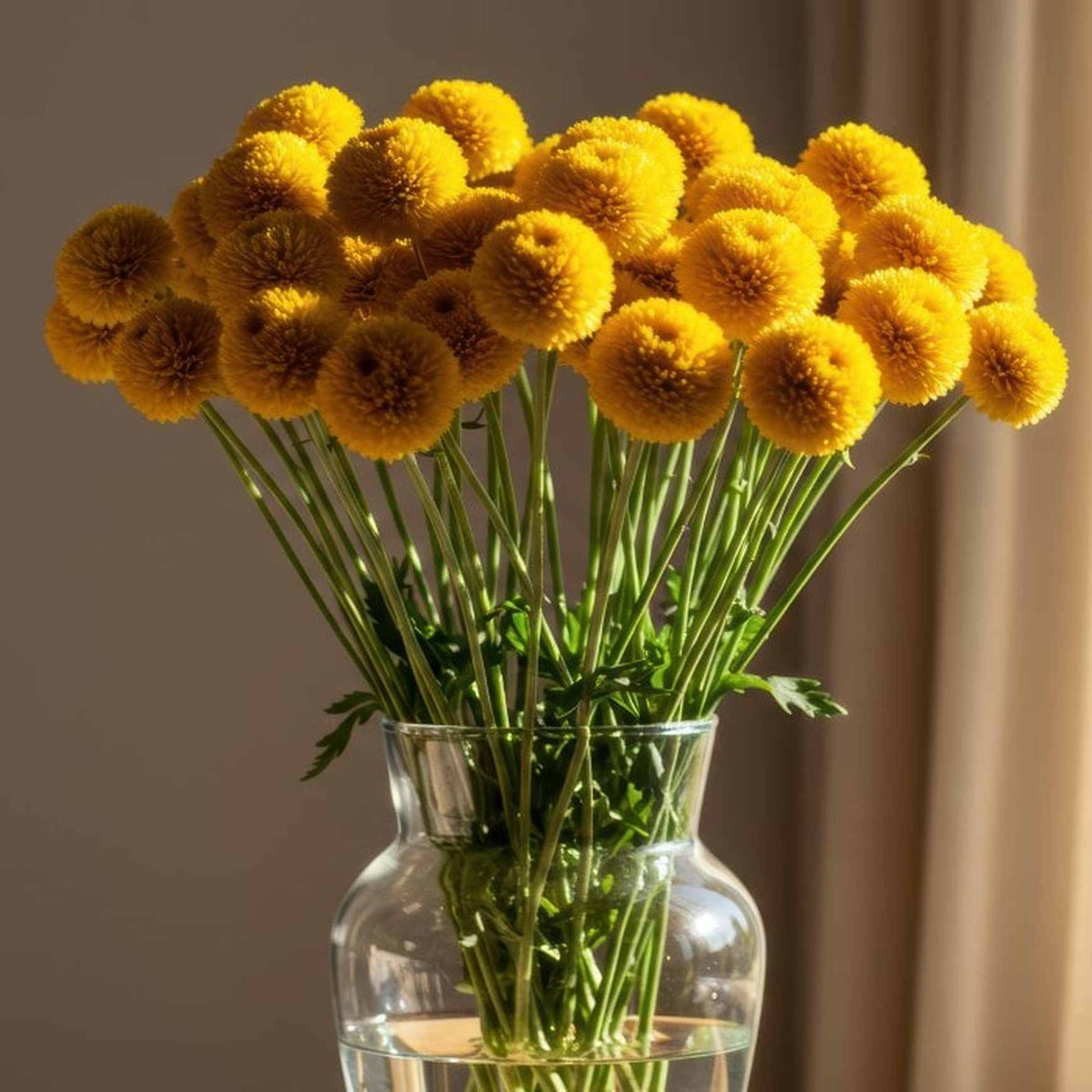 Almanac Planting Co: A sunny indoor arrangement of Craspedia, showcasing a bouquet of bright yellow, globe-shaped blooms in a clear glass vase. These long-lasting Billy Buttons add texture and color to dried or fresh-cut floral displays.