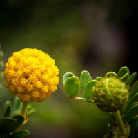 Almanac Planting Co: A bold close-up of Craspedia globosa, also known as Billy Balls or Drumstick Flower, highlighting its cheerful, round yellow bloom against a softly blurred garden backdrop. Perfect for adding whimsy to both floral arrangements and perennial borders.