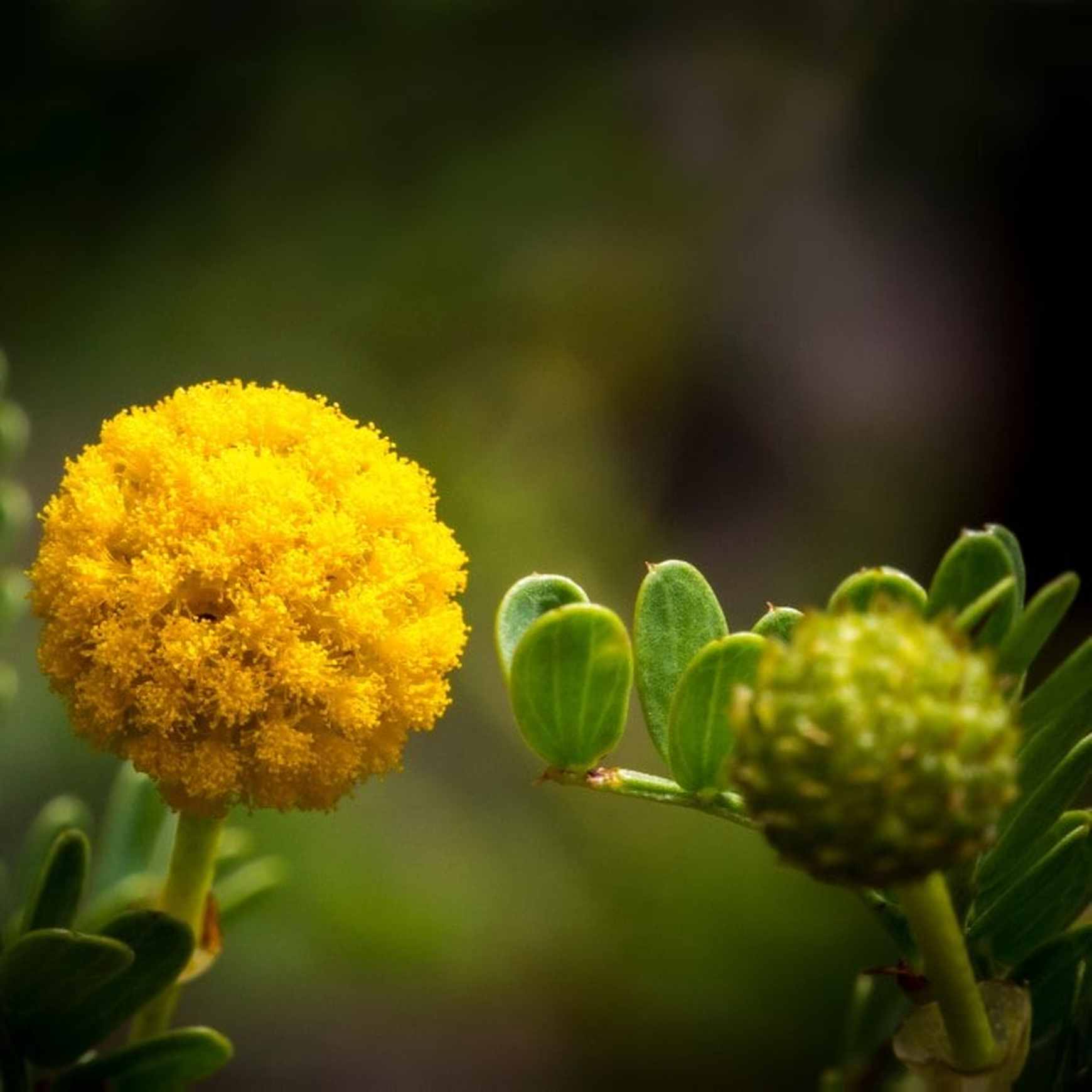 Almanac Planting Co: A bold close-up of Craspedia globosa, also known as Billy Balls or Drumstick Flower, highlighting its cheerful, round yellow bloom against a softly blurred garden backdrop. Perfect for adding whimsy to both floral arrangements and perennial borders.