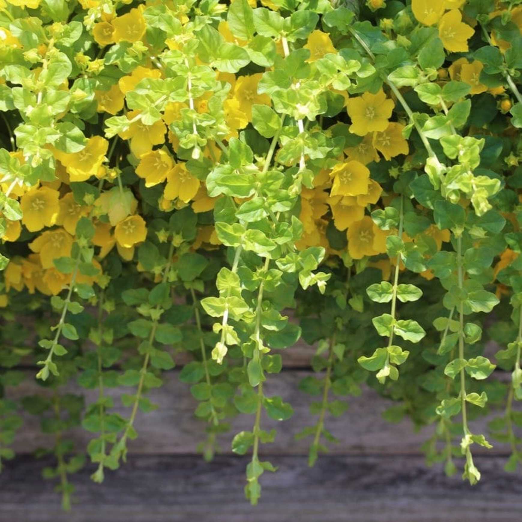 creeping jenny hanging plant Creeping Jenny (Moneywort)