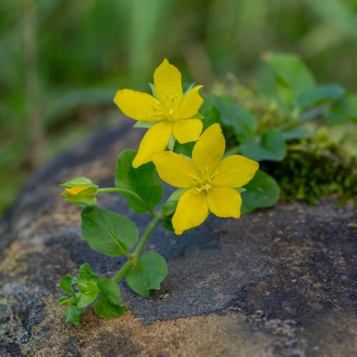 Almanac Planting Co: Creeping Jenny plant with bright yellow flowers trailing over rocks in a garden