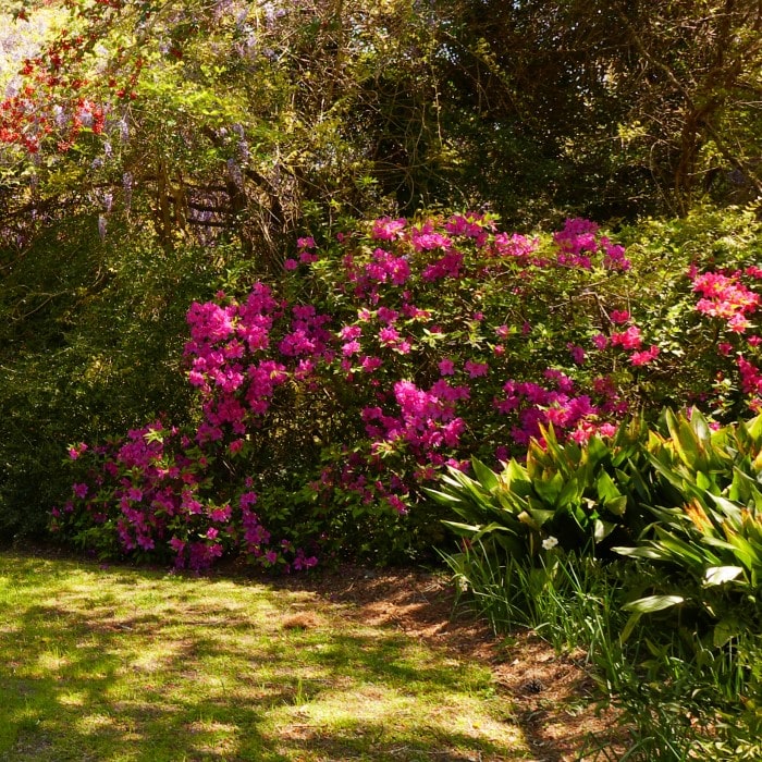 Almanac Planting Co: Nestled in a verdant garden, the Crepe Myrtle 'Pokomoke' stands out with its striking blossoms. This image emphasizes the plant's role in perennial landscaping and showcases it as a full-sun plant that's ideal for long-blooming shrubs. It appeals to those seeking sustainable garden ideas and attracts pollinators to support biodiversity.
