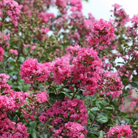 Almanac Planting Co: Capturing the essence of summer, this close-up of the Crepe Myrtle 'Pokomoke' highlights its vibrant pink flowers. As a low-maintenance plant that's drought-resistant, it is a top choice for gardeners who value colorful garden additions and need heat-tolerant plants to withstand the summer heat.