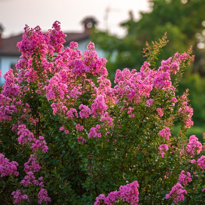  Almanac Planting Co: A stunning display of the Crepe Myrtle 'Pokomoke' fills the frame with its lush, radiant pink blooms. Perfectly suited for those looking to add a hardy flowering shrub to their garden, this dwarf crepe myrtle serves as an ornamental garden centerpiece that flourishes in a variety of landscapes.