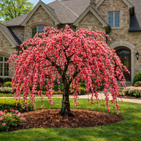 Almanac Planting Co: Crimson Cascade weeping peach tree in full pink bloom growing as a small ornamental specimen in a front yard landscape