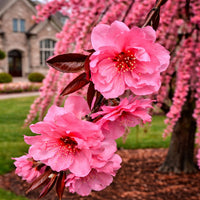 Almanac Planting Co: Close-up of deep pink double flowers on a Crimson Cascade weeping peach tree during spring bloom