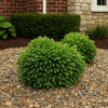 Almanac Planting Co: Dragon Prince™ Japanese Cedar with dense, spherical evergreen form used as a compact foundation accent near stonework.