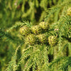 Almanac Planting Co: Close-up of Dragon Prince™ Japanese Cedar foliage showing fine, feathery needles and rich green color.