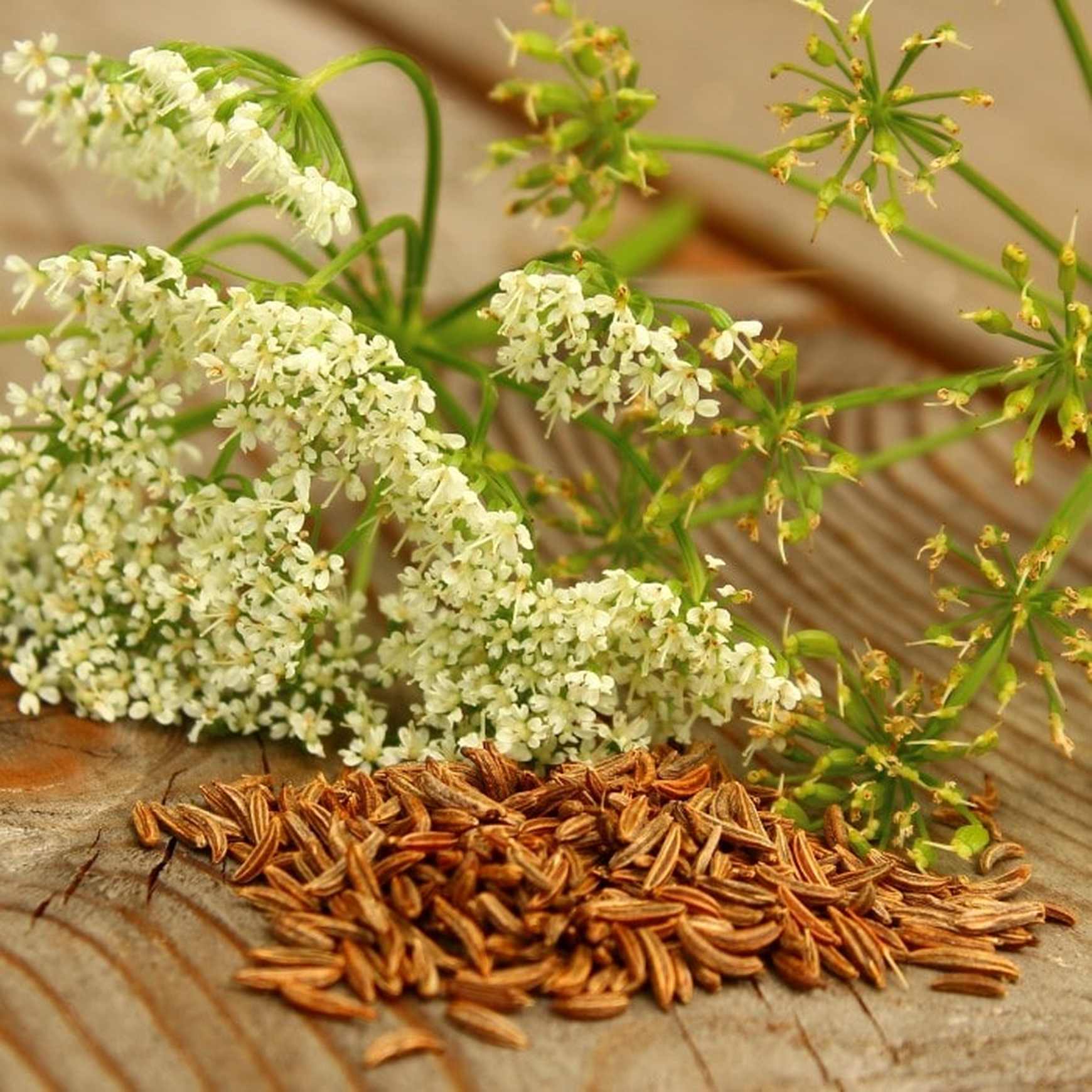 spice plant seeds Live Cumin Plant