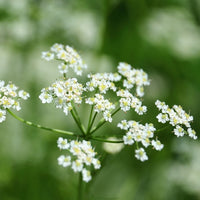 Almanac Planting Co: Cumin plant with delicate white umbels of flowers on feathery green foliage