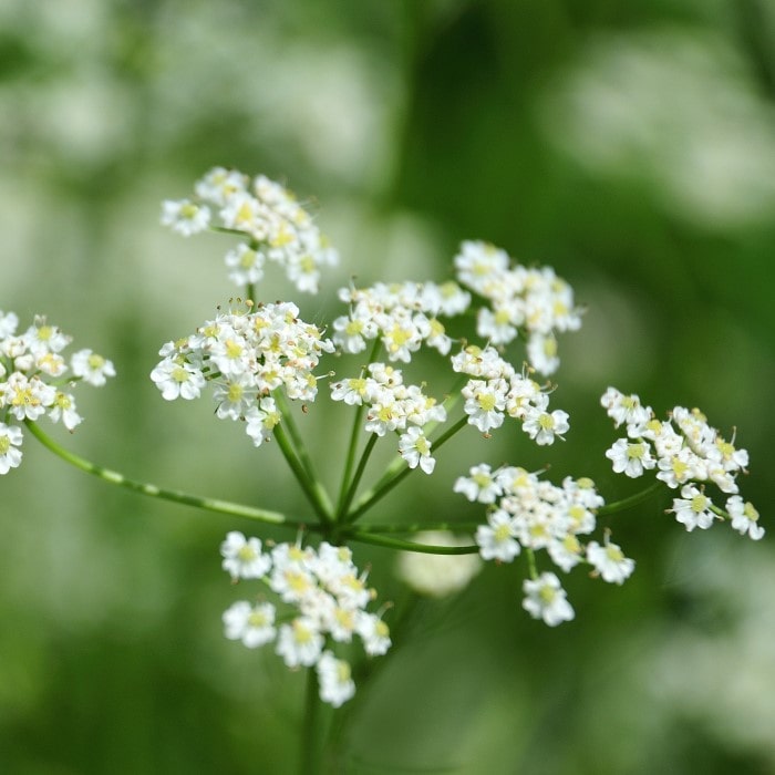 Almanac Planting Co: Cumin plant with delicate white umbels of flowers on feathery green foliage
