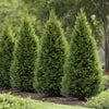 Almanac Planting Co: Leyland Cypress privacy hedge with tall, dense evergreen foliage forming a lush living screen.