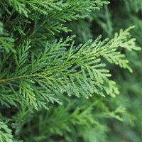 Almanac Planting Co: Close-up of Leyland Cypress branches showing feathery, scale-like green foliage with dense texture.
