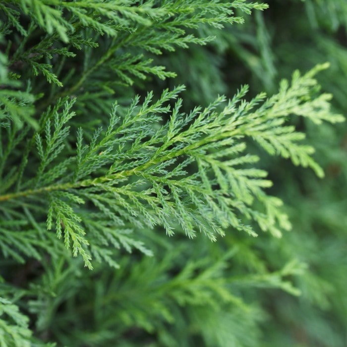 Almanac Planting Co: Close-up of Leyland Cypress branches showing feathery, scale-like green foliage with dense texture.