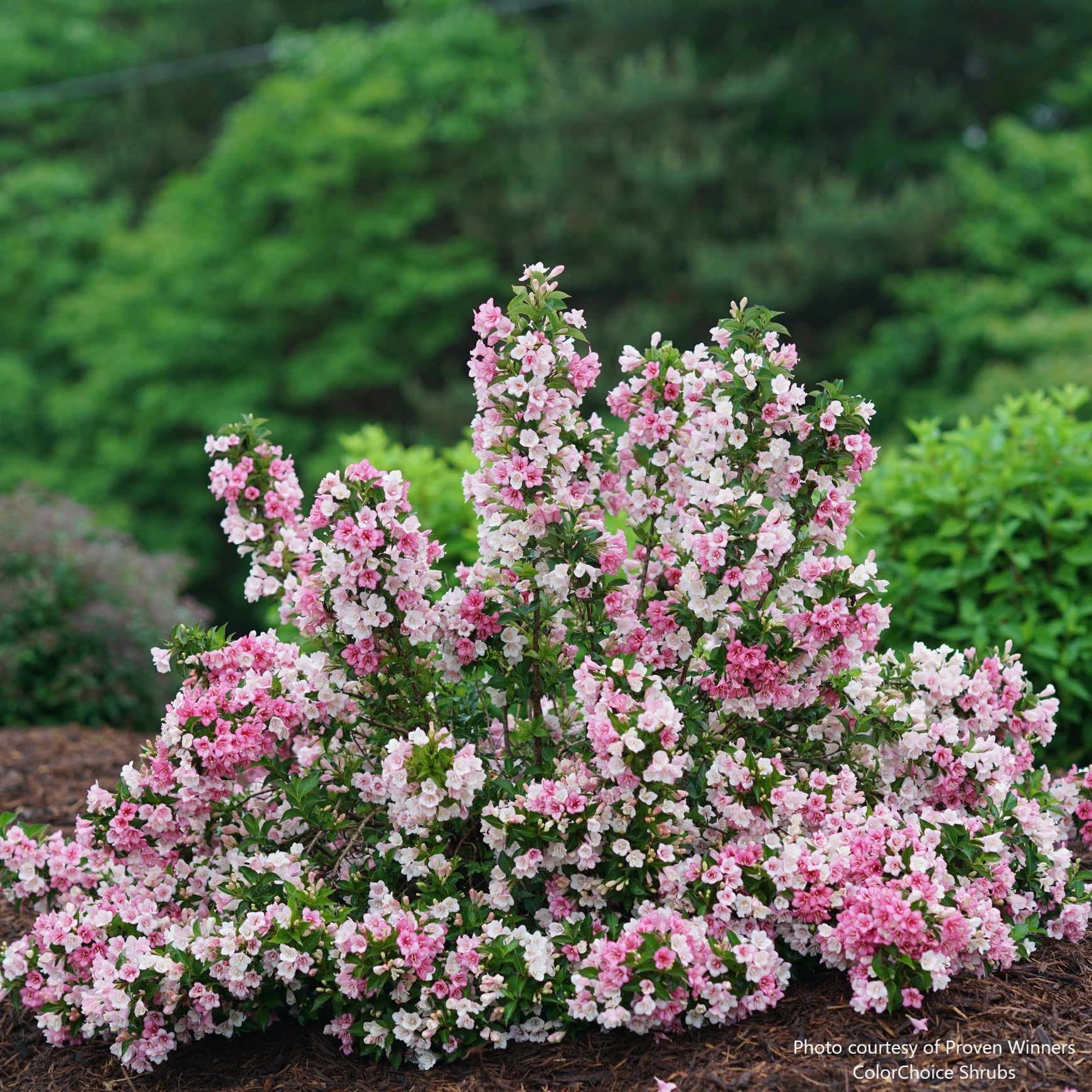 Czechmark Trilogy® Weigela