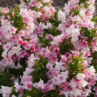 Czechmark Trilogy® Weigela