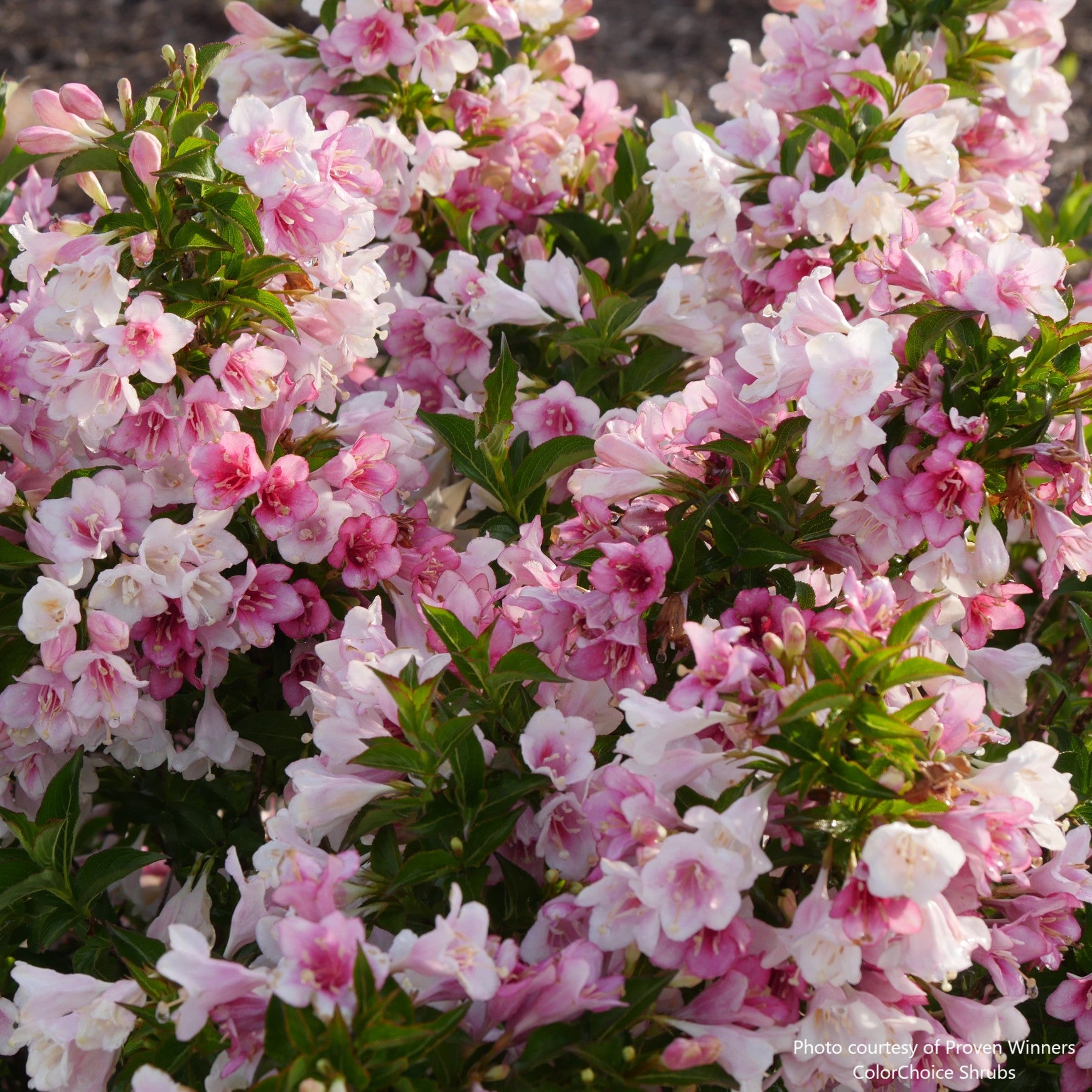 Czechmark Trilogy® Weigela