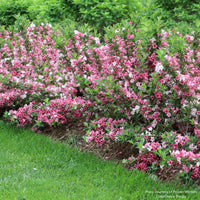 Czechmark Trilogy® Weigela