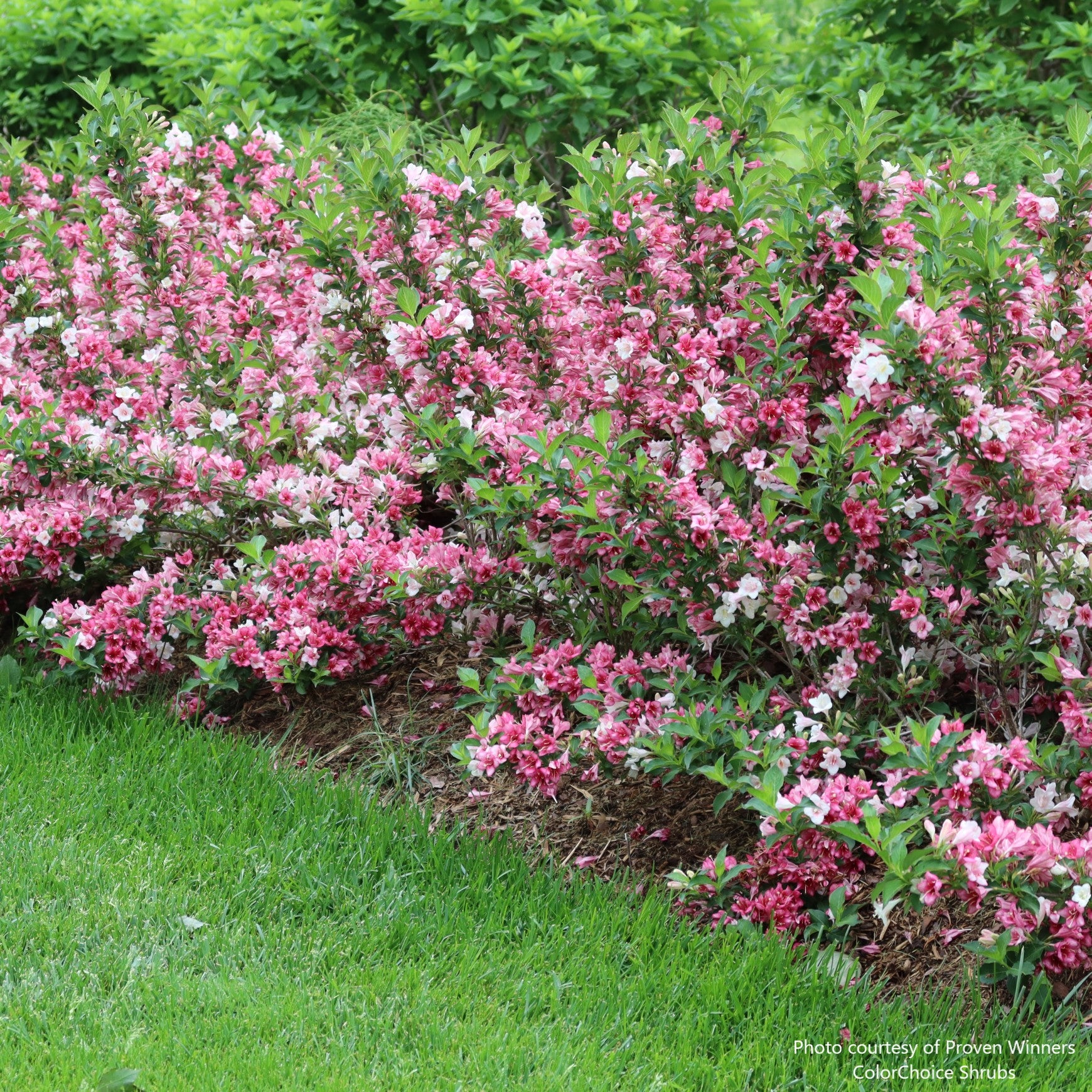 Czechmark Trilogy® Weigela