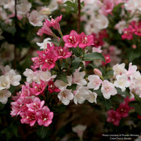 Czechmark Trilogy® Weigela