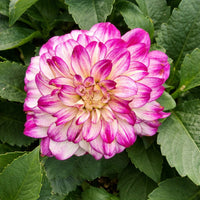 Almanac Planting Co: Dahlia Darlin™ ‘Abstract Fuchsia’ with layered pink and white petals