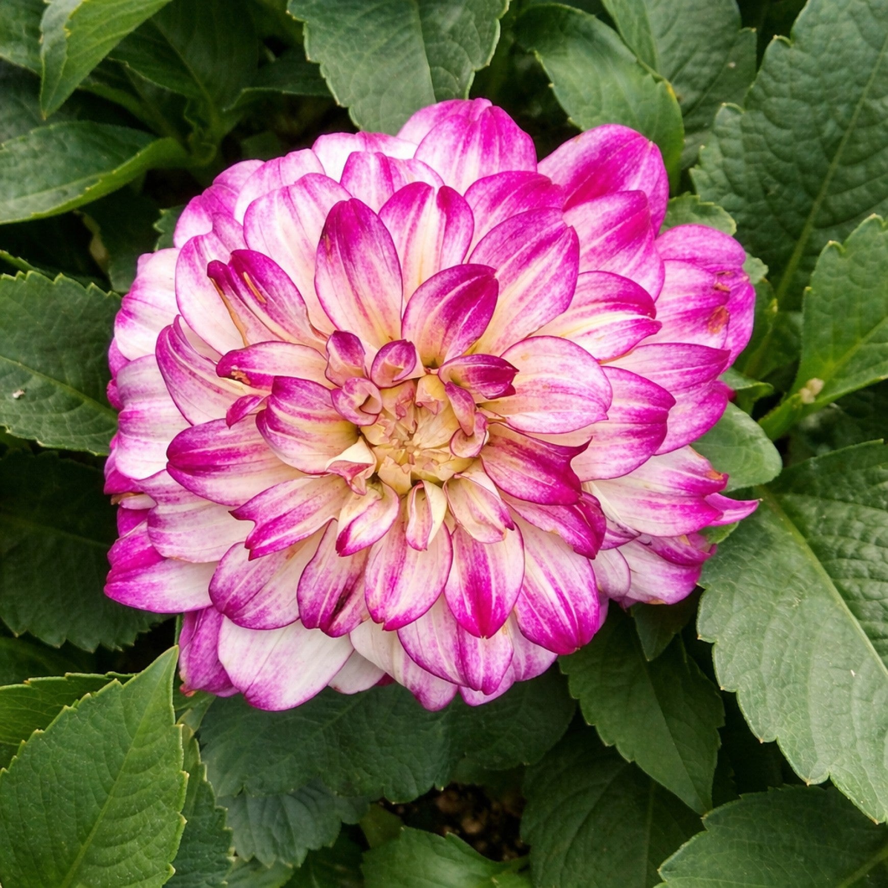 Almanac Planting Co: Dahlia Darlin™ ‘Abstract Fuchsia’ with layered pink and white petals