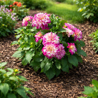 Almanac Planting Co: Darlin™ ‘Abstract Fuchsia’ dahlia blooming in garden bed