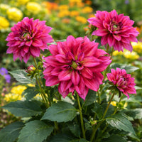 Almanac Planting Co: Dahlia Darlin™ ‘Radiant Pink’ plant with multiple bright pink blooms in a sunny garden bed