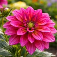Almanac Planting Co: Close-up of Dahlia Darlin™ ‘Radiant Pink’ flower showing layered bright pink petals