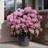 Dandy Man Color Wheel® Rhododendron