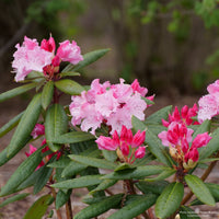 Dandy Man Color Wheel® Rhododendron