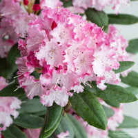 Dandy Man Color Wheel® Rhododendron